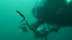 Idiotropiscis lumnitzeri