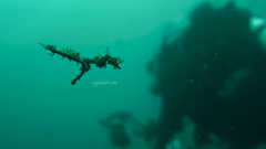 Idiotropiscis lumnitzeri