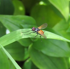 Huttonobesseria verecunda