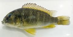 Haplochromis