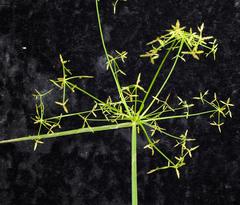 Cyperus haspan