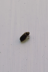 Coleoptera