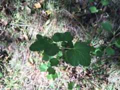 Ribes indecorum