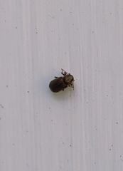 Coleoptera