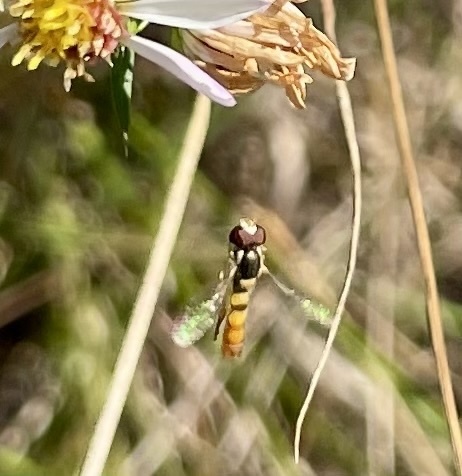 Unknown species found near The Morton Arboretum, Lisle, IL, US