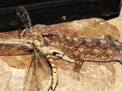 Homopholis walbergii