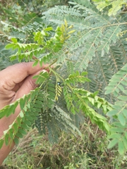 Curinus coeruleus