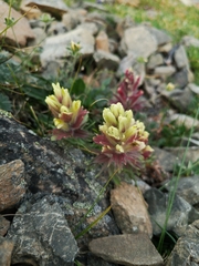 Castilleja hyperborea
