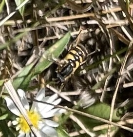 Unknown species found near The Morton Arboretum, Lisle, IL, US
