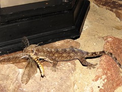 Homopholis walbergii