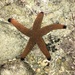 Estrella de Mar Espinas Delgadas - Photo (c) Cristian M. Galván Villa, algunos derechos reservados (CC BY-NC), subido por Cristian M. Galván Villa