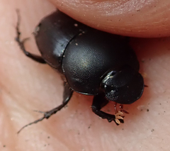 Euonthophagus carbonarius