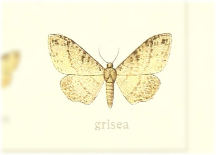 Siculodopsis grisea