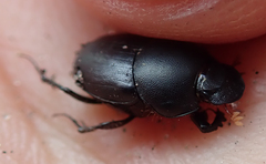 Euonthophagus carbonarius