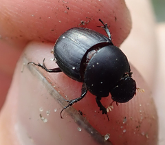 Euonthophagus carbonarius