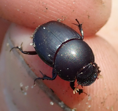 Euonthophagus carbonarius