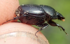 Euonthophagus carbonarius