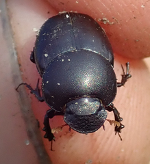 Euonthophagus carbonarius