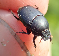 Euonthophagus carbonarius