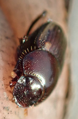 Onthophagus vinctus