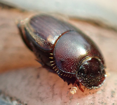 Onthophagus vinctus