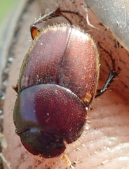 Onthophagus vinctus