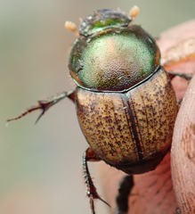 Onthophagus plebejus