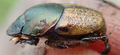Onthophagus plebejus