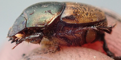 Onthophagus plebejus