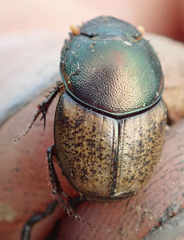 Onthophagus plebejus