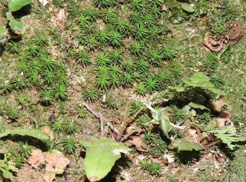 Pogonatum neesii observed 2019-12-13