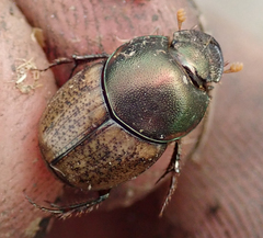 Onthophagus plebejus