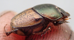 Onthophagus plebejus