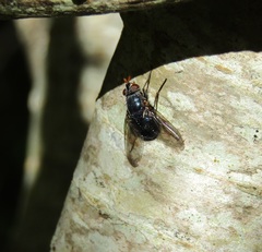 Tachineo clarkii