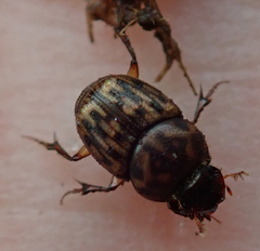 Onthophagus variegatus