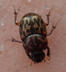 Onthophagus variegatus