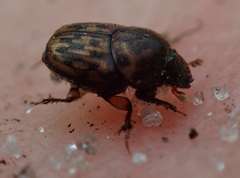 Onthophagus variegatus