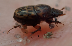 Onthophagus variegatus
