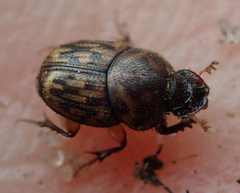 Onthophagus variegatus