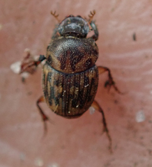 Onthophagus variegatus