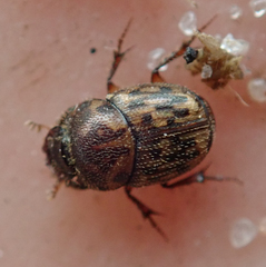 Onthophagus variegatus