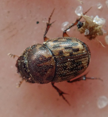 Onthophagus variegatus
