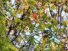 Piranga rubra