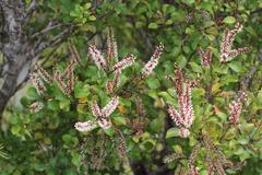 Pterophylla sylvicola