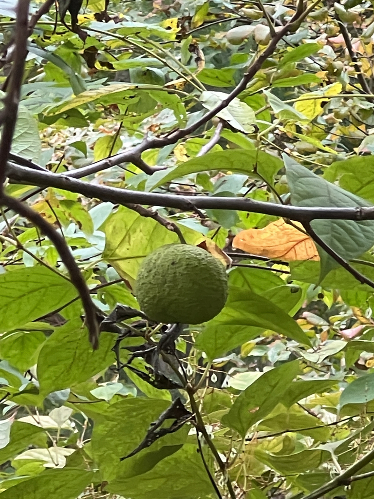 eastern black walnut