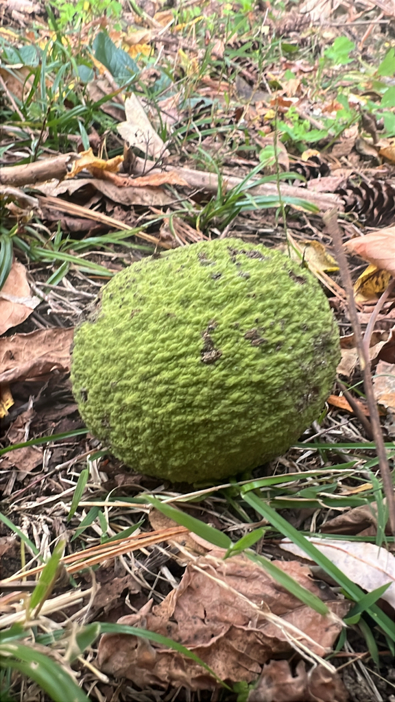 eastern black walnut