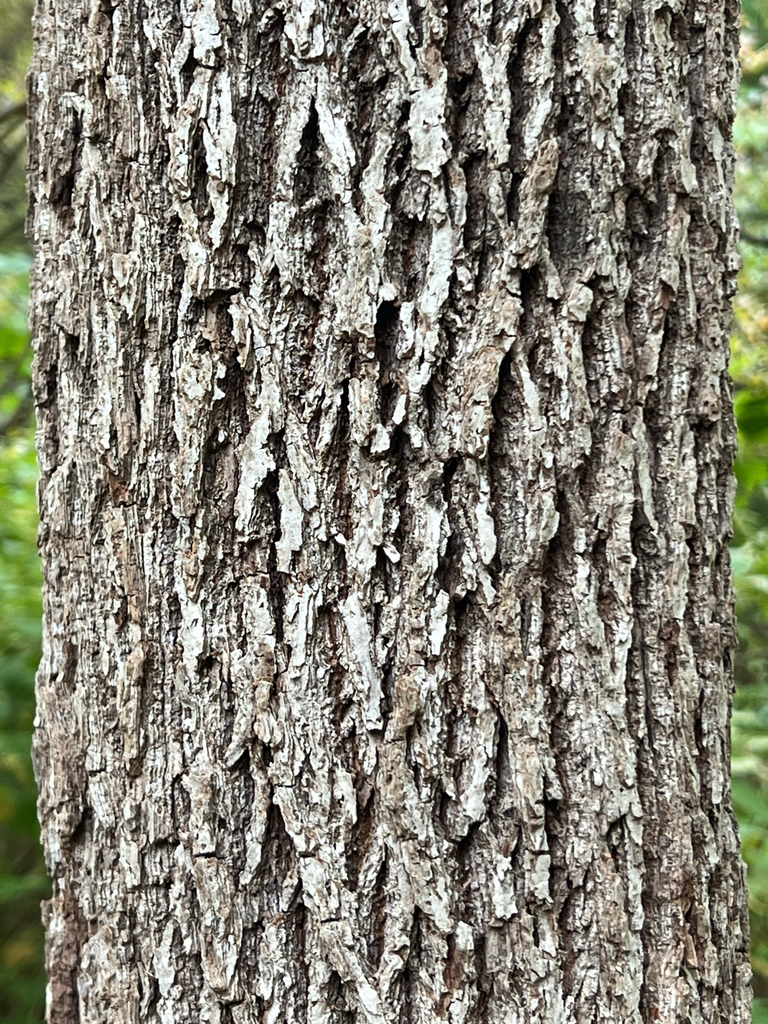 eastern black walnut