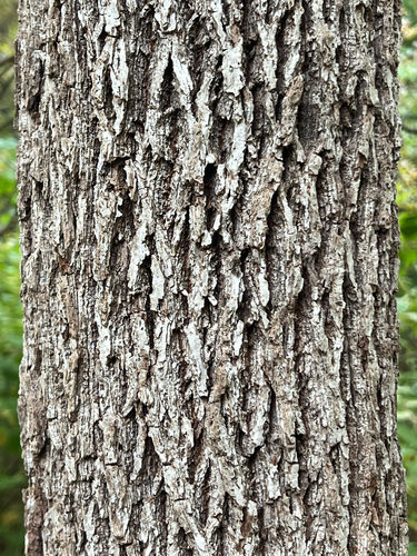 eastern black walnut