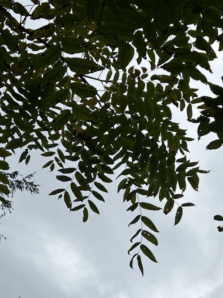 eastern black walnut