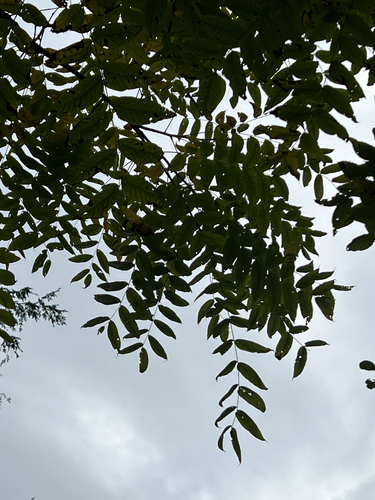 eastern black walnut